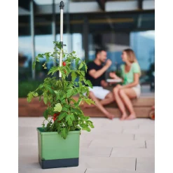 Anzuchtsgefäß Tom Tomato dunkelgruen