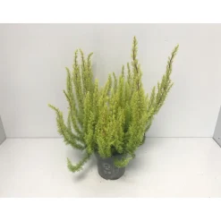 Baumheide Alberts Gold T11