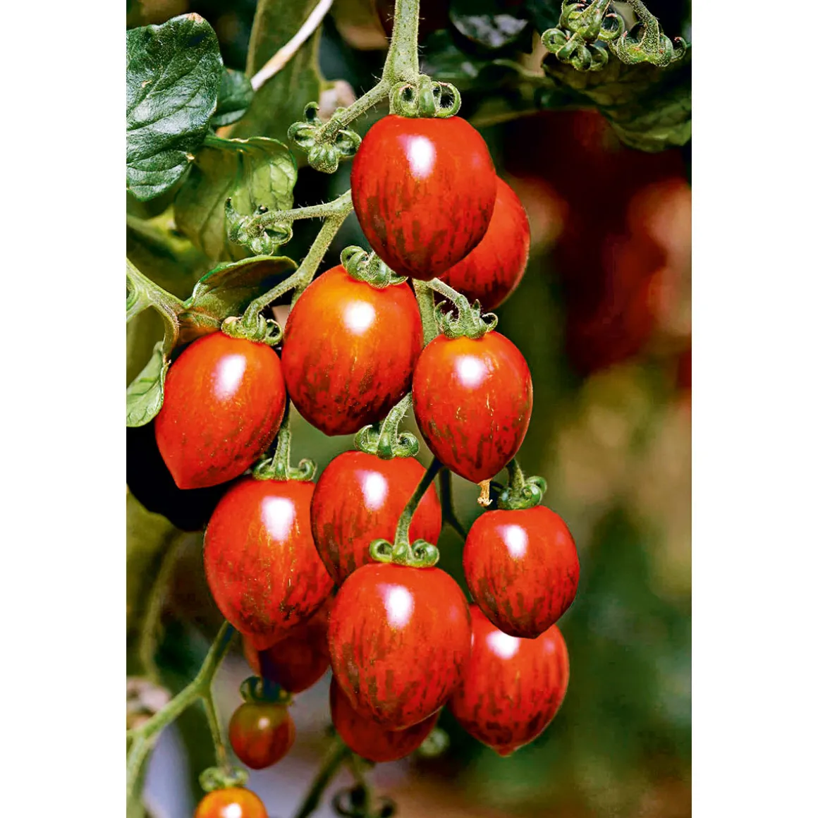 Bio Gourmet Tomaten Venusbrüstchen Topf Durchmesser 11 cm