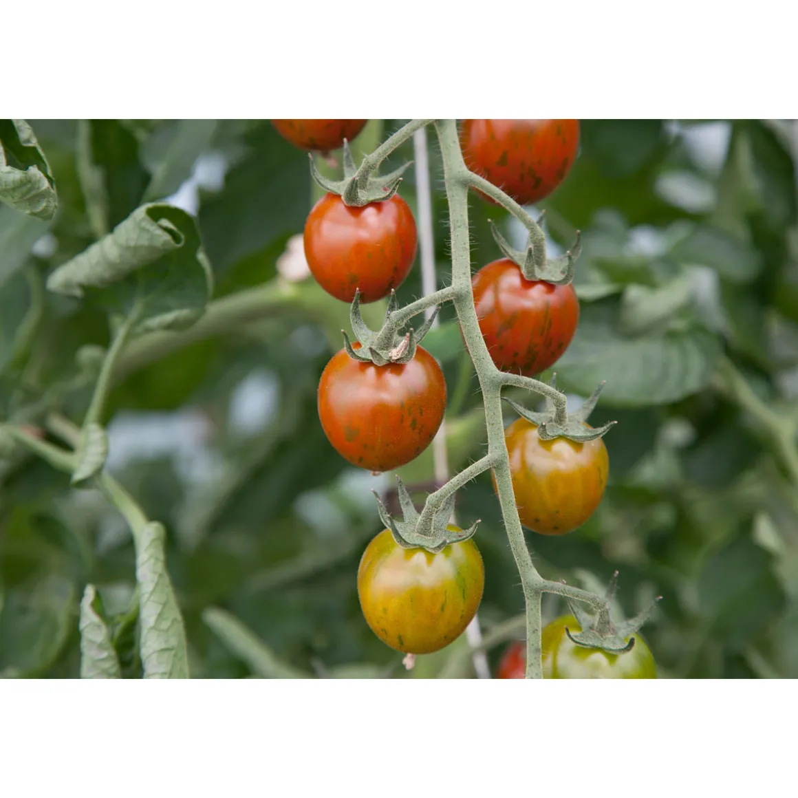 Bio Gourmet Tomaten Venusbrüstchen Topf Durchmesser 11 cm