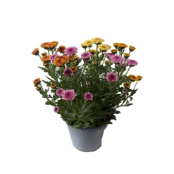 Chrysantheme Jellyfish 5-farbig im 14 cm Topf