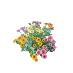 Chrysantheme Jellyfish 5-farbig im 14 cm Topf