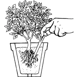 Compo Balkon- und Kübelpflanzen Düngestäbchen mit GUANO 30 Stäbchen