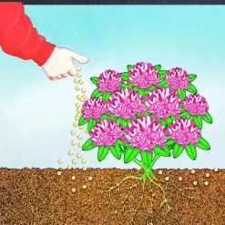 Compo BIO Rhododendron- und Hortensien Langzeit-Dünger mit Schafwolle 2 L