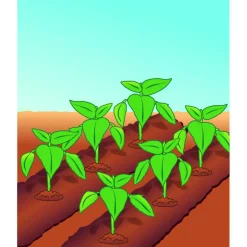 Compo BIO Tomaten- und Gemüseerde torffrei 40 L