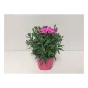 Gartennelke Peman T12