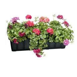 Geli Blumenkasten Aqua-Green plus anthrazit 60 cm