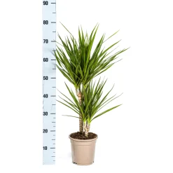 Gerandeter Drachenbaum „Green“, Topf Ø 17 cm