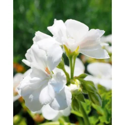 Geranie hängend verschieden Farben Topf Durchmesser 12 cm