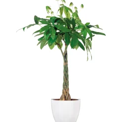 Glückskastanie Wilder Kakaobaum 75 cm