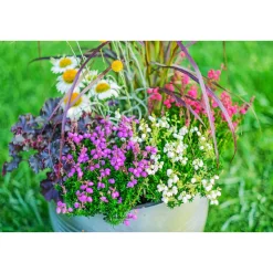 Glockenheide Topf- Durchmesser 11 cm