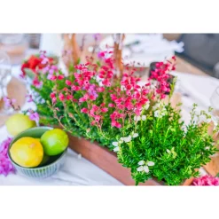 Glockenheide Topf- Durchmesser 11 cm