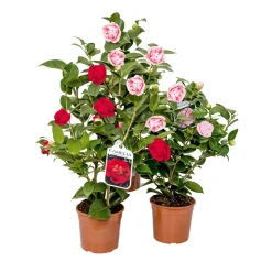 Japanische Kamelie Topf Durchmesser 15 cm