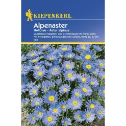 Kiepenkerl Alpenaster hellblau