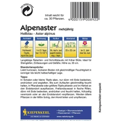 Kiepenkerl Alpenaster hellblau