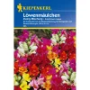 Kiepenkerl Löwenmäulchen Zwerg-Mischung