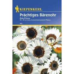 Kiepenkerl Prächtiges Bärenohr Zulu Prince