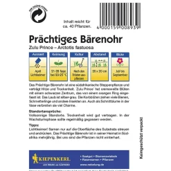 Kiepenkerl Prächtiges Bärenohr Zulu Prince