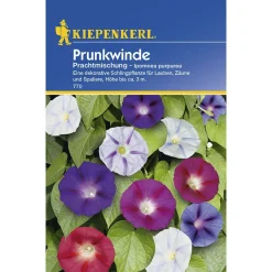 Kiepenkerl Prunkwinde Prachtmischung