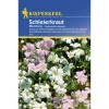 Kiepenkerl Schleierkraut Gypsophila einjährig