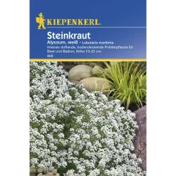 Kiepenkerl Steinkraut Alyssum weiß