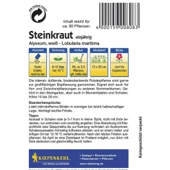 Kiepenkerl Steinkraut Alyssum weiß