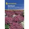 Kiepenkerl Steinkraut Alyssum violett