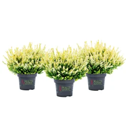 Knospenblüher Beauty Ladies Topf- Durchmesser 11 cm