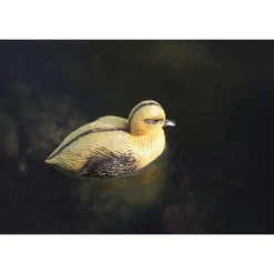 Oase Teichfigur Entenküken