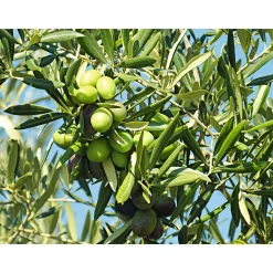 Oliven-Stamm Ornamento 180 cm Topf Durchmesser 50 cm