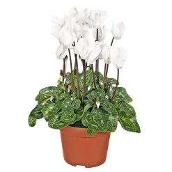 Plantiflor Alpenveilchen Topf Durchmesser 10,5 cm