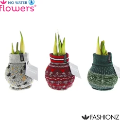 Plantiflor Amaryllis mit Socke gewachst ca 32 cm