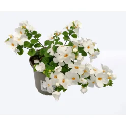 Plantiflor Bacopa T10,5