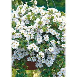 Plantiflor Bacopa T10,5