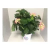 Plantiflor Ballhortensie Diva Fiore Topf Durchmesser 23 cm