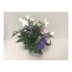 Plantiflor Ballonblume 3-farbig Durchmesser 15 cm