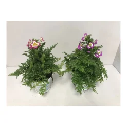 Plantiflor Bauernorchidee T12