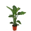 Plantiflor Baumstrelitzie Topf 19 cm