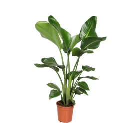 Plantiflor Baumstrelitzie Topf 19 cm