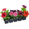 Plantiflor Beet- und Balkonpflanzen Sommerblumen 10er-Pack