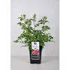 Plantiflor Beet-Duftrose rot Topf 23 cm