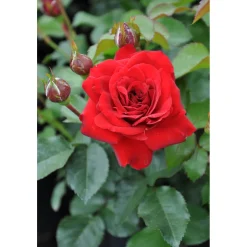 Plantiflor Beet-Duftrose rot Topf 23 cm