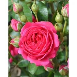 Plantiflor Beetrose Lila Topf Durchmesser 23 cm