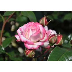 Plantiflor Beetrose Zweifarbig Topf Durchmesser 19 cm