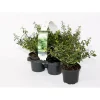Plantiflor Berg-Ilex Stokes 4er-Pack
