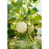Plantiflor Bio Gourmet Melone Charentais Topf Durchmesser 11 cm