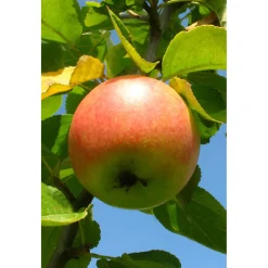 Plantiflor BIO-Apfel 'Cox Orange Renette'