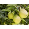 Plantiflor BIO-Apfel 'Golden Delicious'