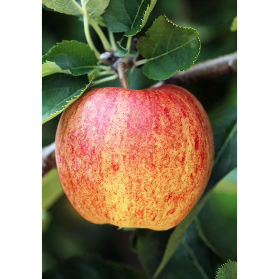 Plantiflor BIO-Apfel 'James Grieve'