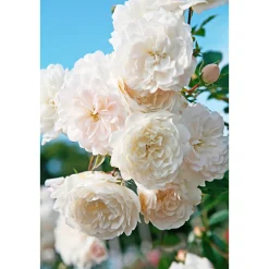 Plantiflor Bodendeckerrosen Topf Durchmesser 13 cm